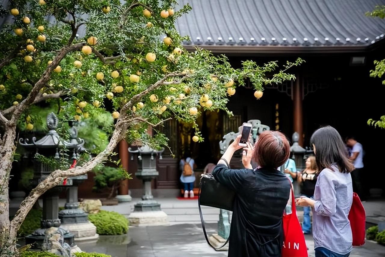 院内花卉种植_院子种植花卉致富_花卉致富种植院子图片