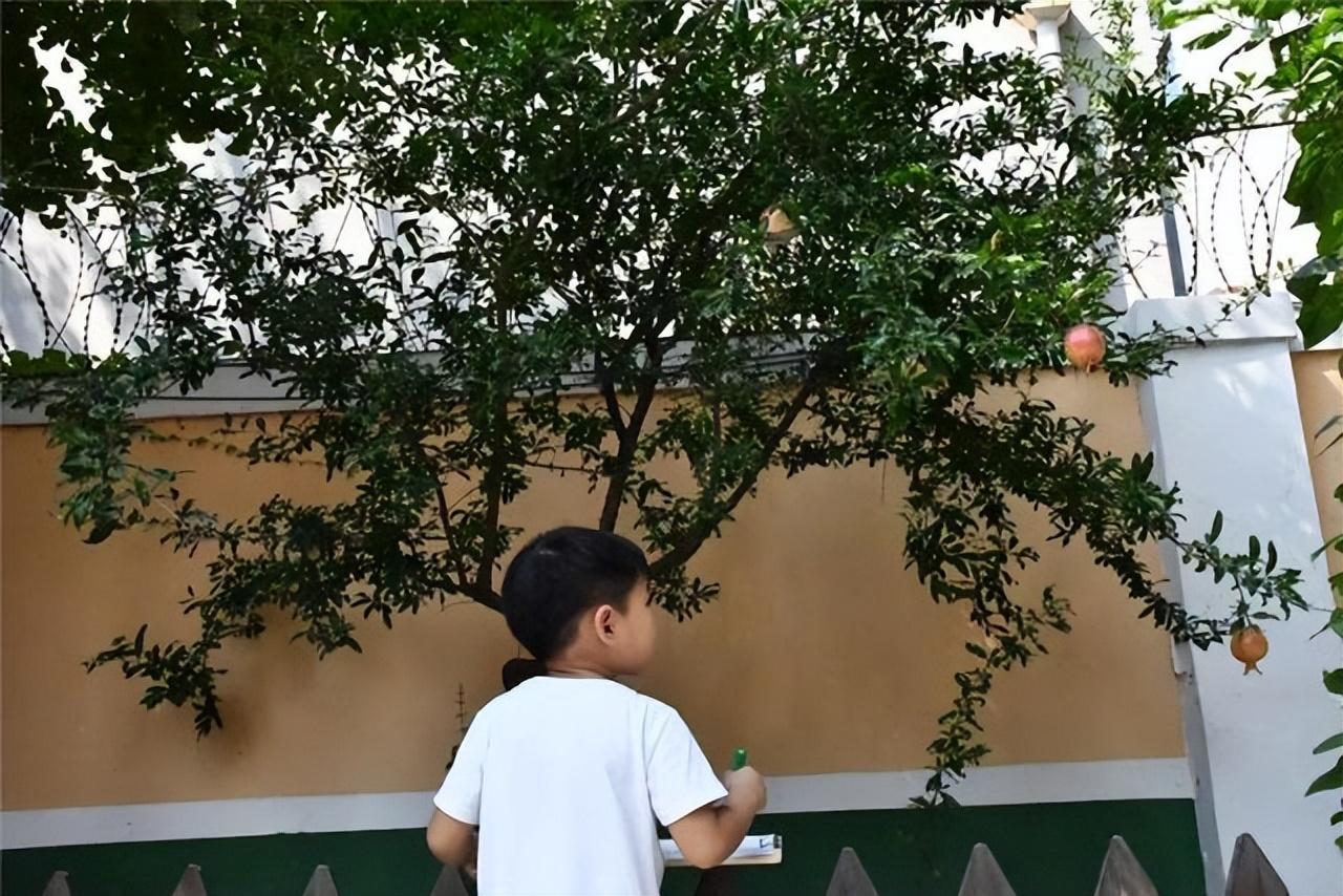 院子种植花卉致富_花卉致富种植院子图片_院内花卉种植