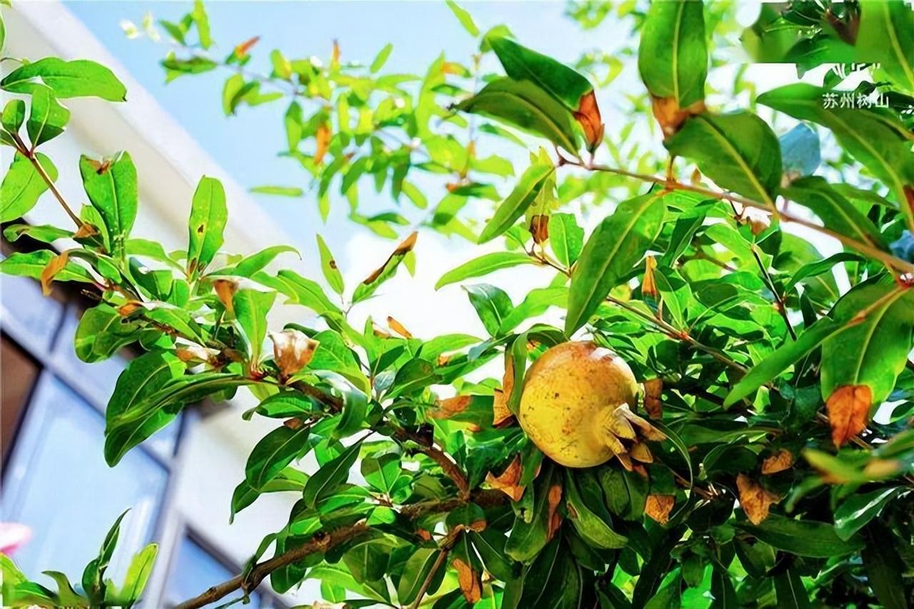 院内花卉种植_院子种植花卉致富_花卉致富种植院子图片