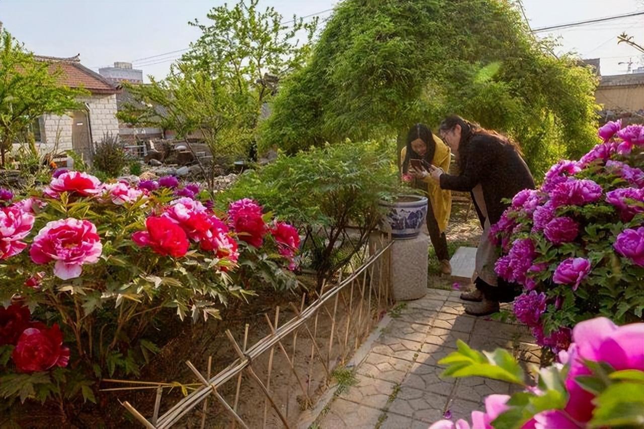 花卉致富种植院子图片_院内花卉种植_院子种植花卉致富