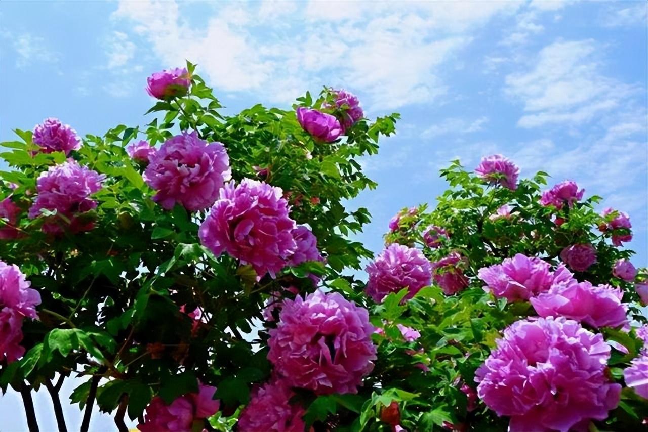 院子种植花卉致富_院内花卉种植_花卉致富种植院子图片