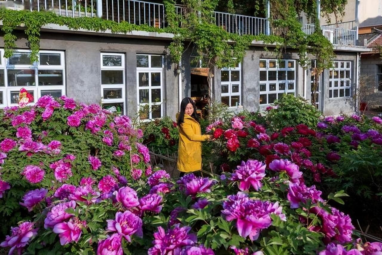 花卉致富种植院子图片_院内花卉种植_院子种植花卉致富