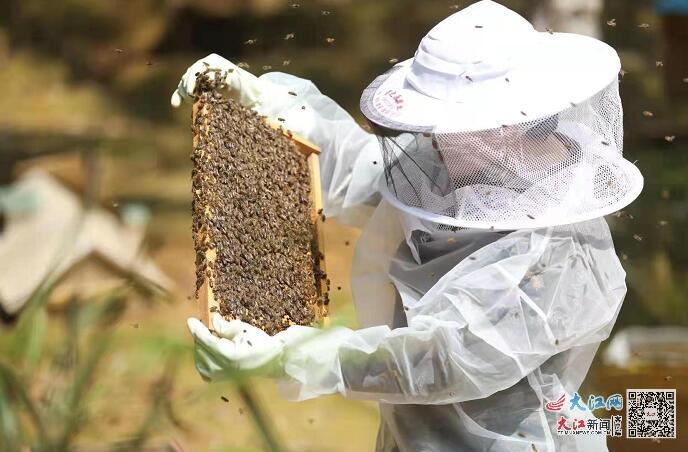 致富蜂蜜养殖土豆好吗_致富经土蜂蜜养殖_土蜂蜜养殖致富