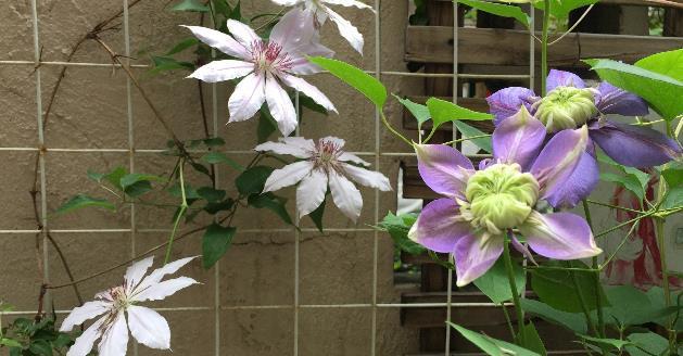 花卉致富种植院子怎么样_院子种植花卉致富_花卉致富种植院子图片