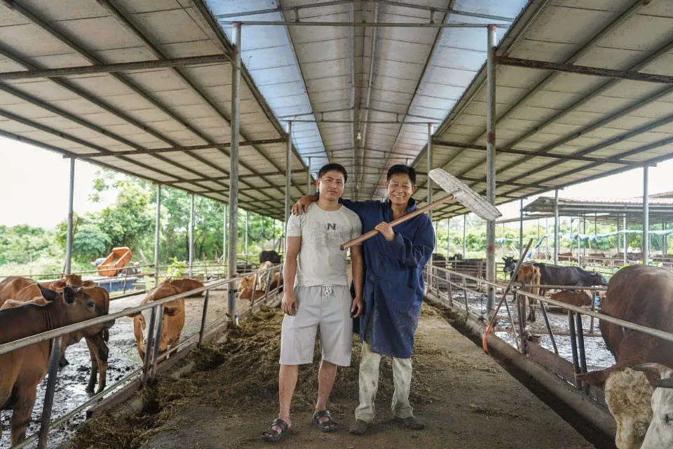 致富海南养殖黄牛视频_海南本地黄牛养殖_海南黄牛养殖致富