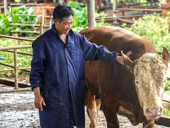 致富海南养殖黄牛视频_海南本地黄牛养殖_海南黄牛养殖致富