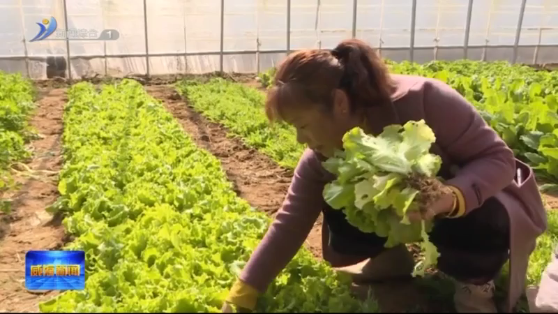 威海草莓采摘园什么时候开放_威海种植草莓致富新闻_威海草莓收获时间