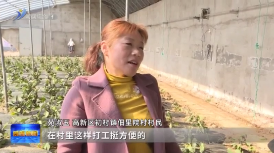 威海草莓采摘园什么时候开放_威海草莓收获时间_威海种植草莓致富新闻