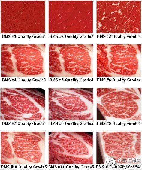 日本肉牛养殖_日本和牛 养殖技术视频_日本牛怎么养