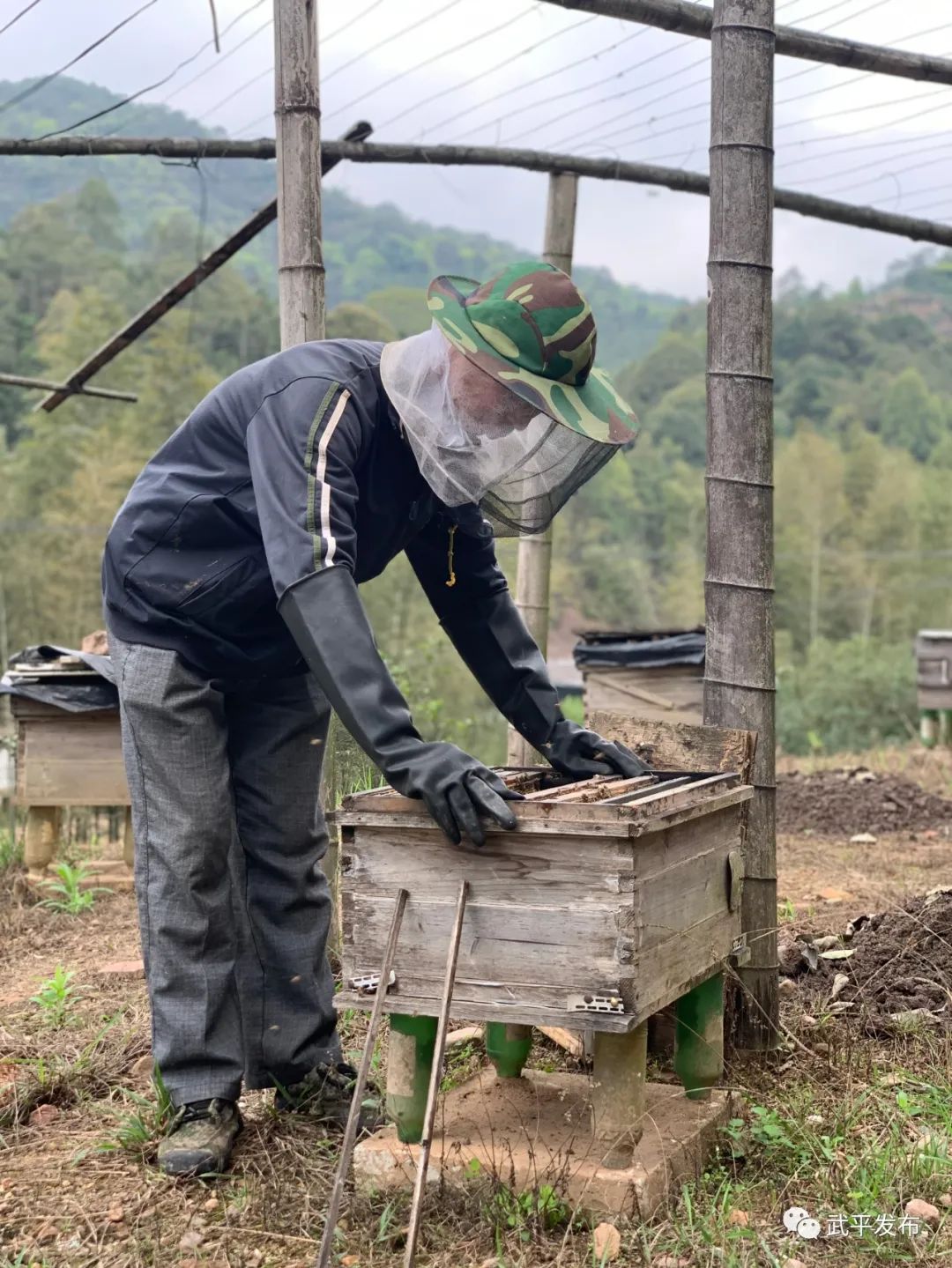 视频致富养殖黑豚鱼_养殖黑豚利润怎样_致富经黑豚养殖视频