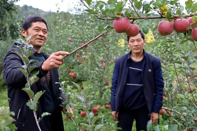 山地苹果种植致富_致富山地种植苹果怎么样_山地苹果亩产多少斤