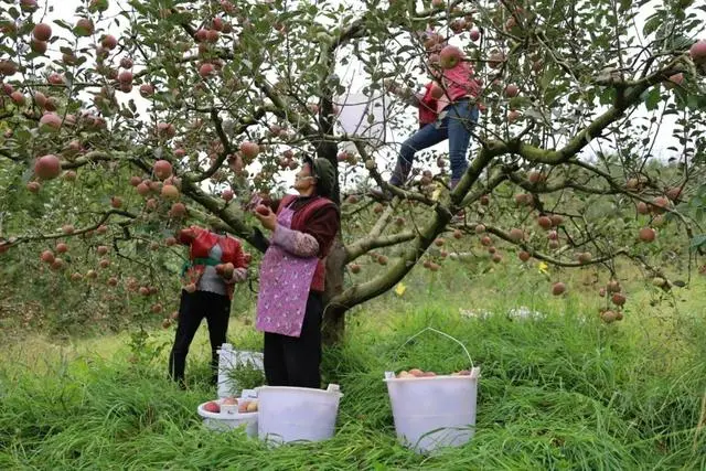 山地苹果亩产多少斤_山地苹果种植致富_致富山地种植苹果怎么样