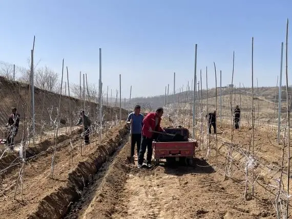 致富山地种植苹果怎么样_致富山地种植苹果视频_山地苹果种植致富