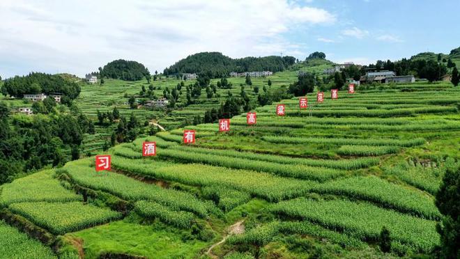 致富顺养殖电话_富顺养殖场出租或转让_富顺县养猪场