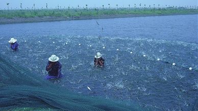 南美白对虾冬季养殖技术_南白对虾养殖方法_冬季养南美白对虾应注意哪些