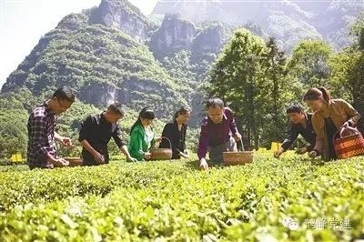 鸡致富经陈勇_致富经陈斌_致富经鸡