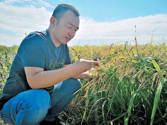 巴彦淖尔苏木双榆树嘎查第一书记韩军在盐碱地稻田旁