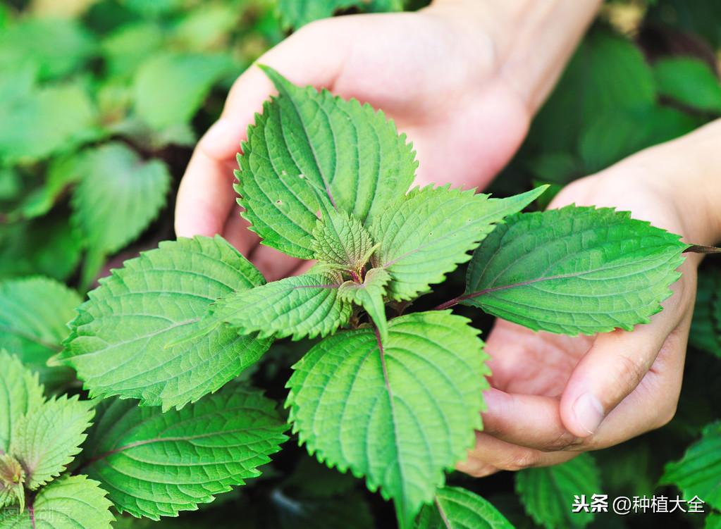 紫苏地膜种植技术_种植紫苏地膜技术要求_种植紫苏地膜技术视频