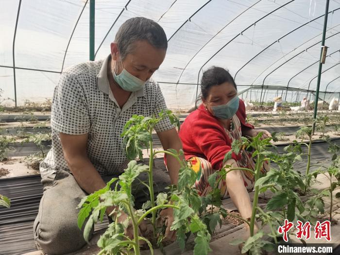 新疆喀什亚尔贝希村脱贫记：拱棚种植致富民众