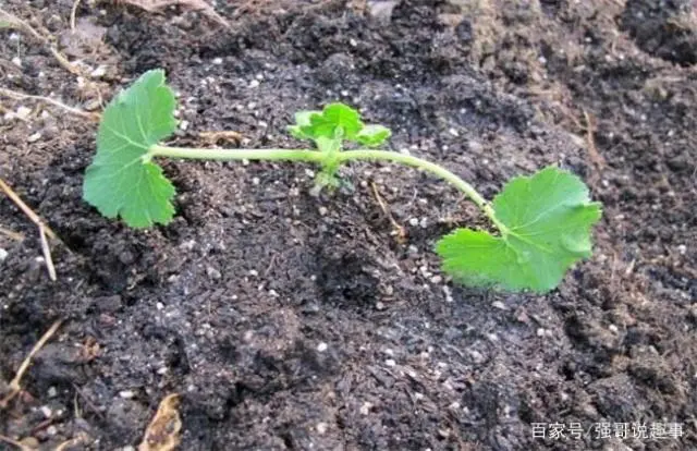 西葫芦种植：西葫芦移栽定植技术，以及结瓜期管理概要（下篇）