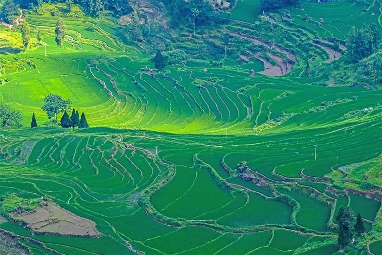 致富经茶油_致富在线油茶视频_致富经油茶在线