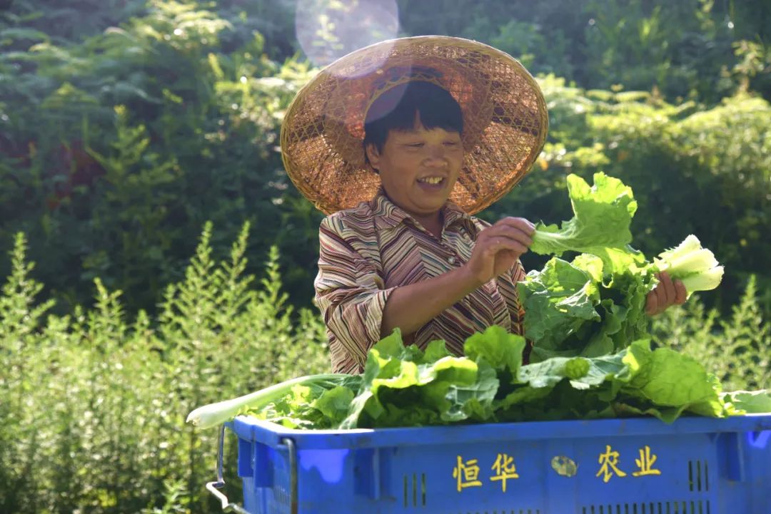 致富经油茶在线_致富在线油茶视频_致富经茶油