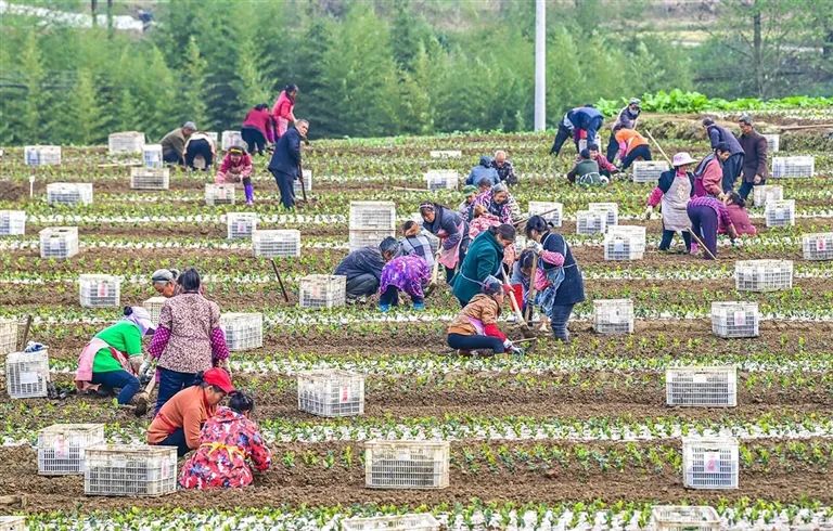 致富在线油茶视频_致富经油茶在线_致富经茶油