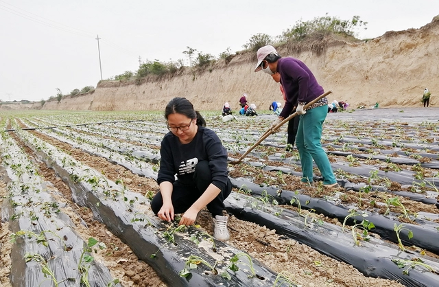 种植致富案例_大学生种植致富模式_致富种植创业项目