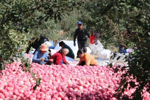 致富山地种植苹果怎么样_致富山地种植苹果可以吗_山地苹果种植致富