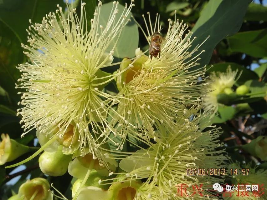 如何进行科学催花莲雾—如何种植？