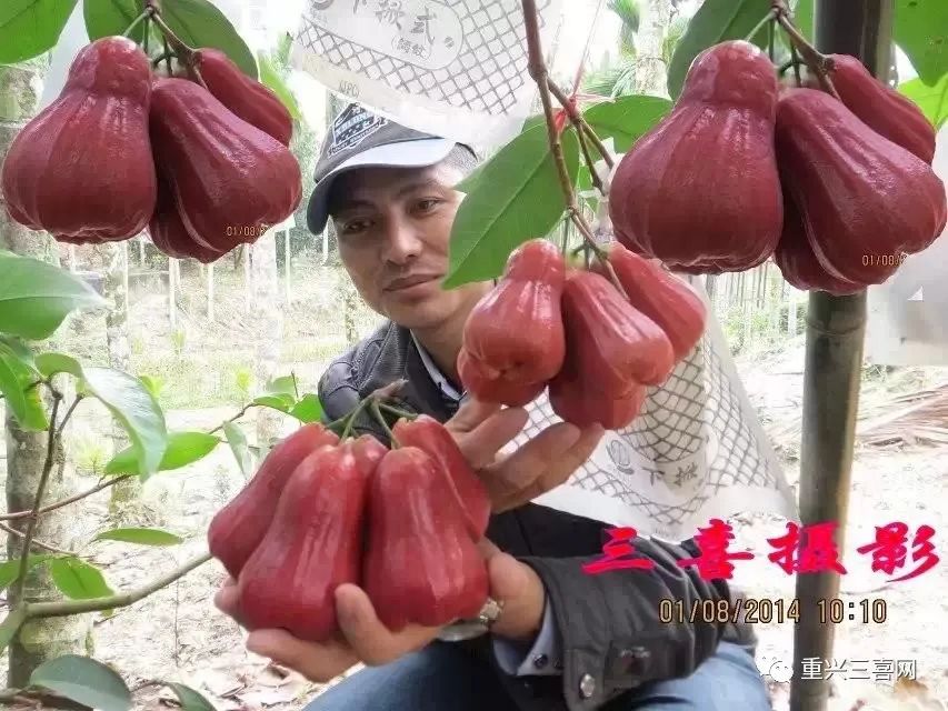 莲雾种植技术与管理_雾莲种植技术_莲雾种植技术与管理视频