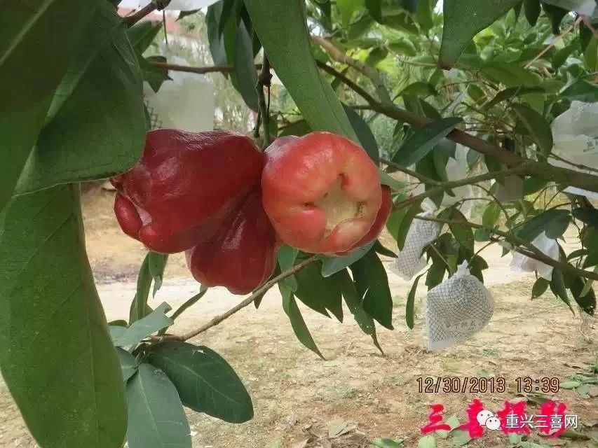 雾莲种植技术_莲雾种植技术与管理视频_莲雾种植技术与管理