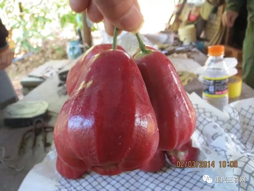 莲雾种植技术与管理视频_雾莲种植技术_莲雾种植技术与管理