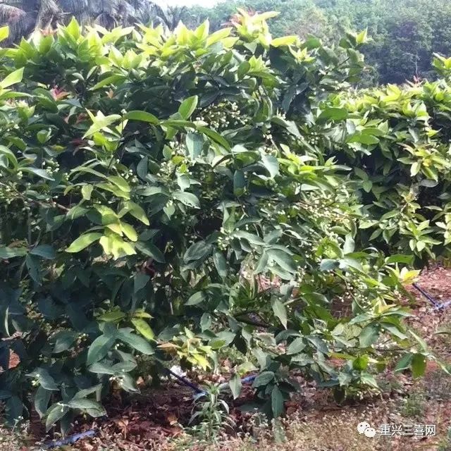 雾莲种植技术_莲雾种植技术与管理_莲雾种植技术与管理视频