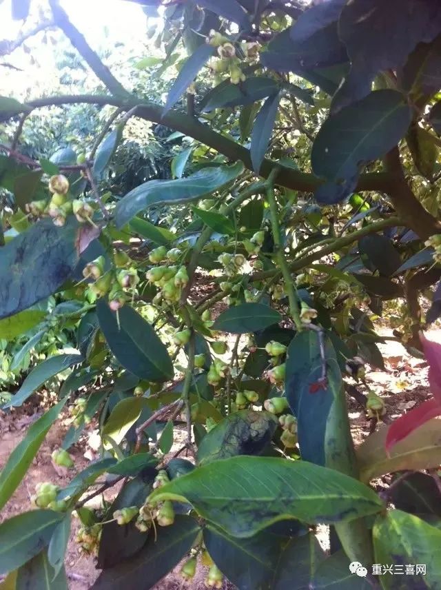 莲雾种植技术与管理_莲雾种植技术与管理视频_雾莲种植技术