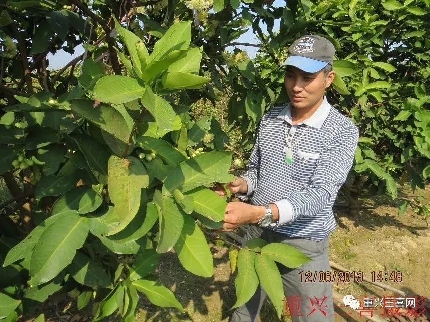 莲雾种植技术与管理视频_莲雾种植技术与管理_雾莲种植技术