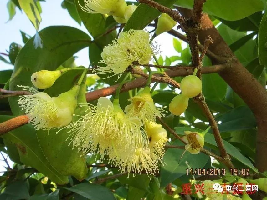 莲雾种植技术与管理_莲雾种植技术与管理视频_雾莲种植技术