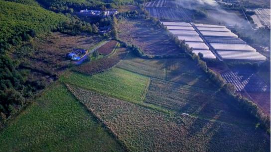 致富经丽江重楼种植_2021年云南丽江重楼价格_丽江重楼种植基地