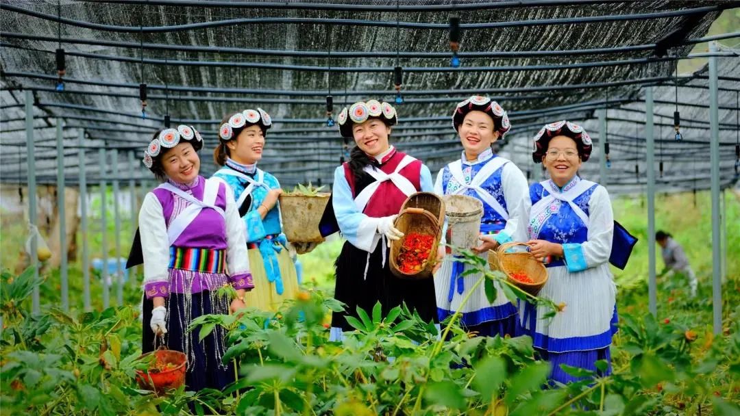 云南重楼种植基地_致富经丽江重楼种植_丽江今日鲜重楼价格