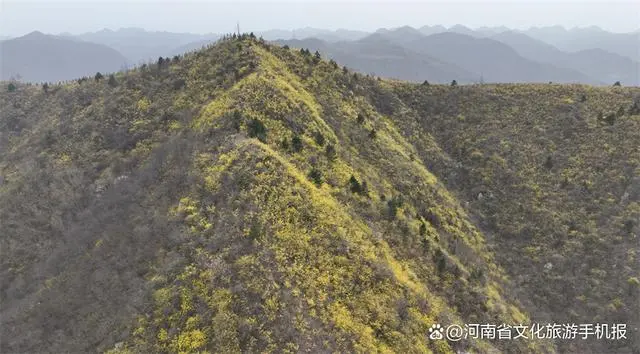 致富案例种植连翘视频_连翘种植真实收入_连翘种植致富案例