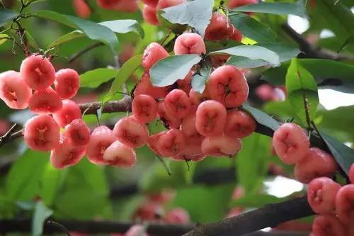 雾莲种植技术_莲雾种植技术与管理视频_莲雾种植技术视频