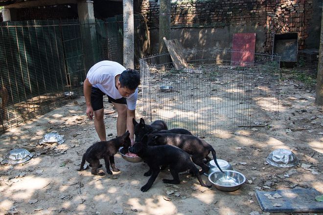 农村小伙养殖东德牧羊犬年入四十万，喂食鸡和鱼肉