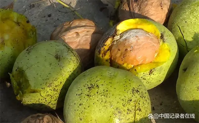 青核桃什么时候种最好_青核桃种植技术_青核桃怎么种植