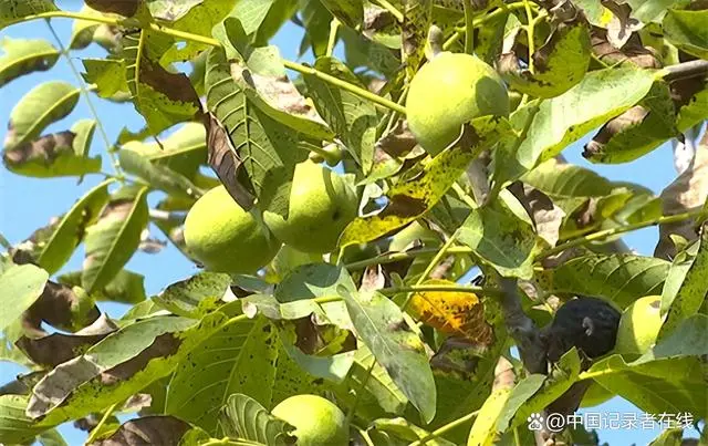 青核桃种植技术_青核桃什么时候种最好_青核桃怎么种植