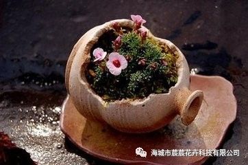 花朵养殖技术_花朵养殖技术培训内容_花朵养殖技术视频