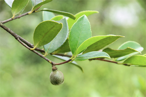 2020年茶油树种植前景怎么样？附种植技术！