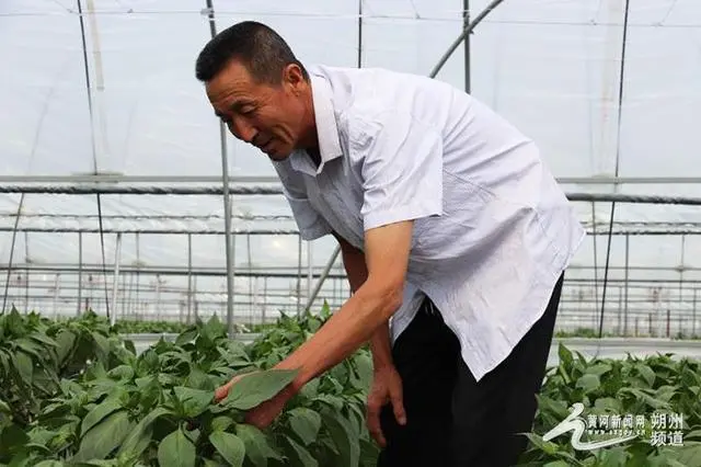 山西特色种植致富_山西种植基地_山西主要种植什么