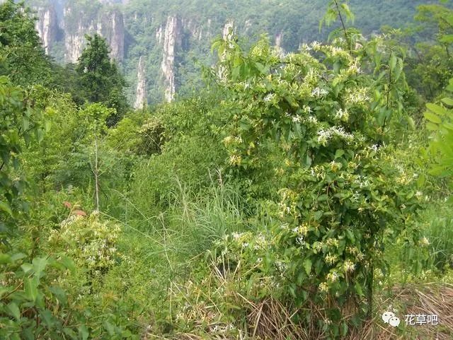 种植金针花技术视频教程_种植金针花技术与管理_金针花的种植技术