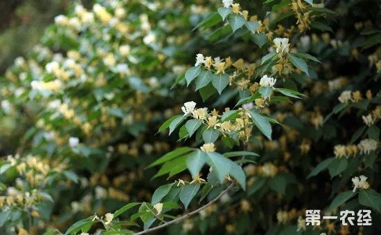 四季金银花树怎么种植？四季金银花树的种植技术