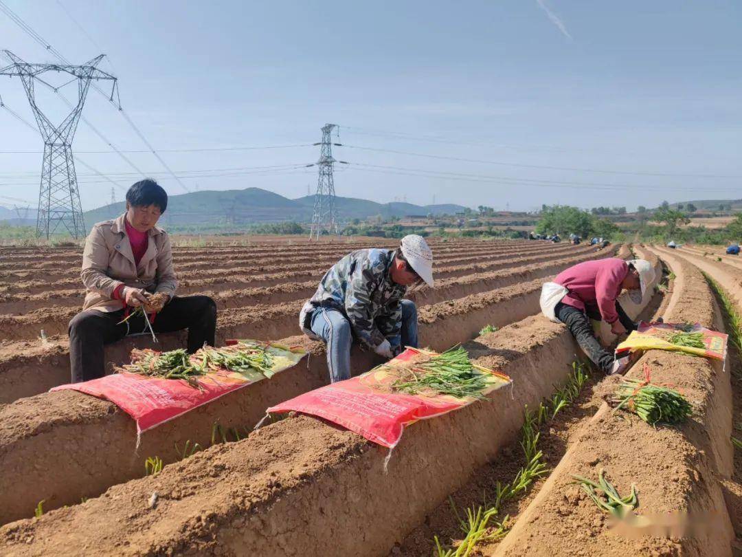 潞城区张家河村：特色产业让致富“葱”满希望